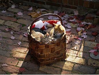 《俄罗斯方块永恒篇》11月12日发售 登陆全平台